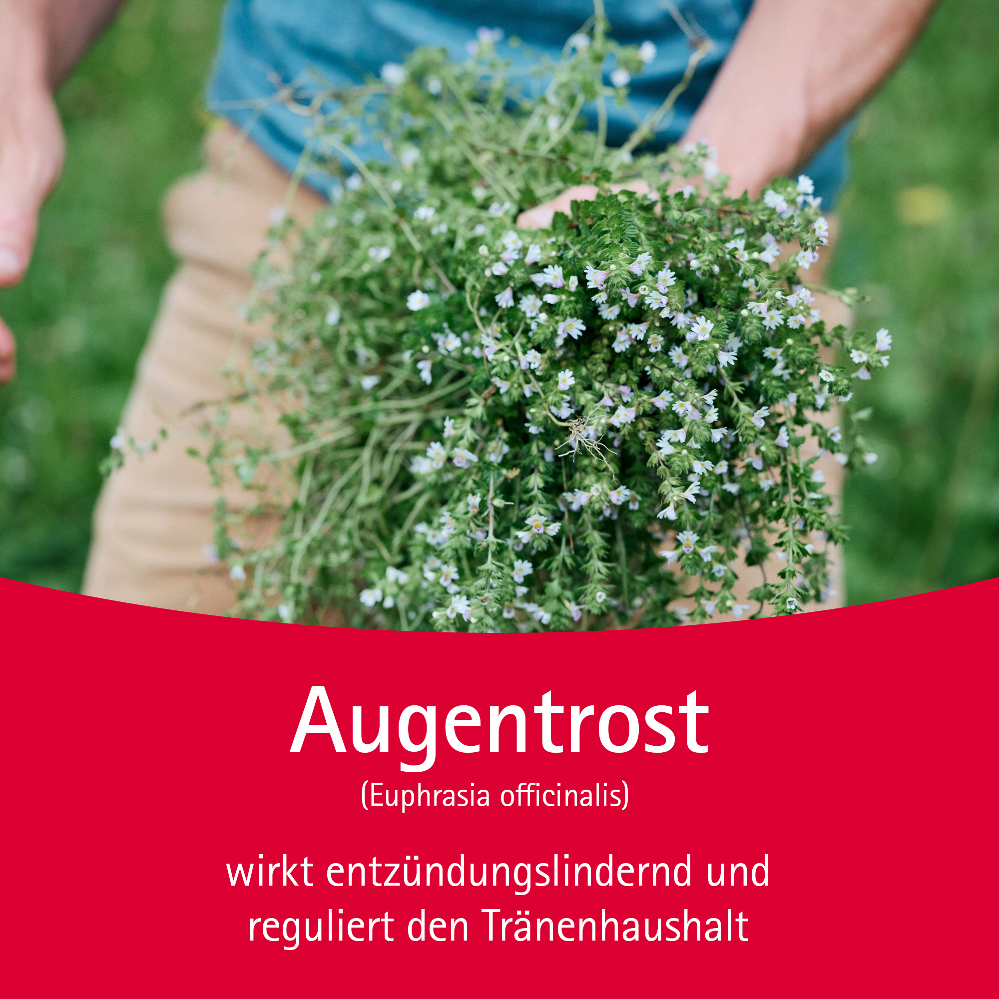 Euphrasia Augentropfen