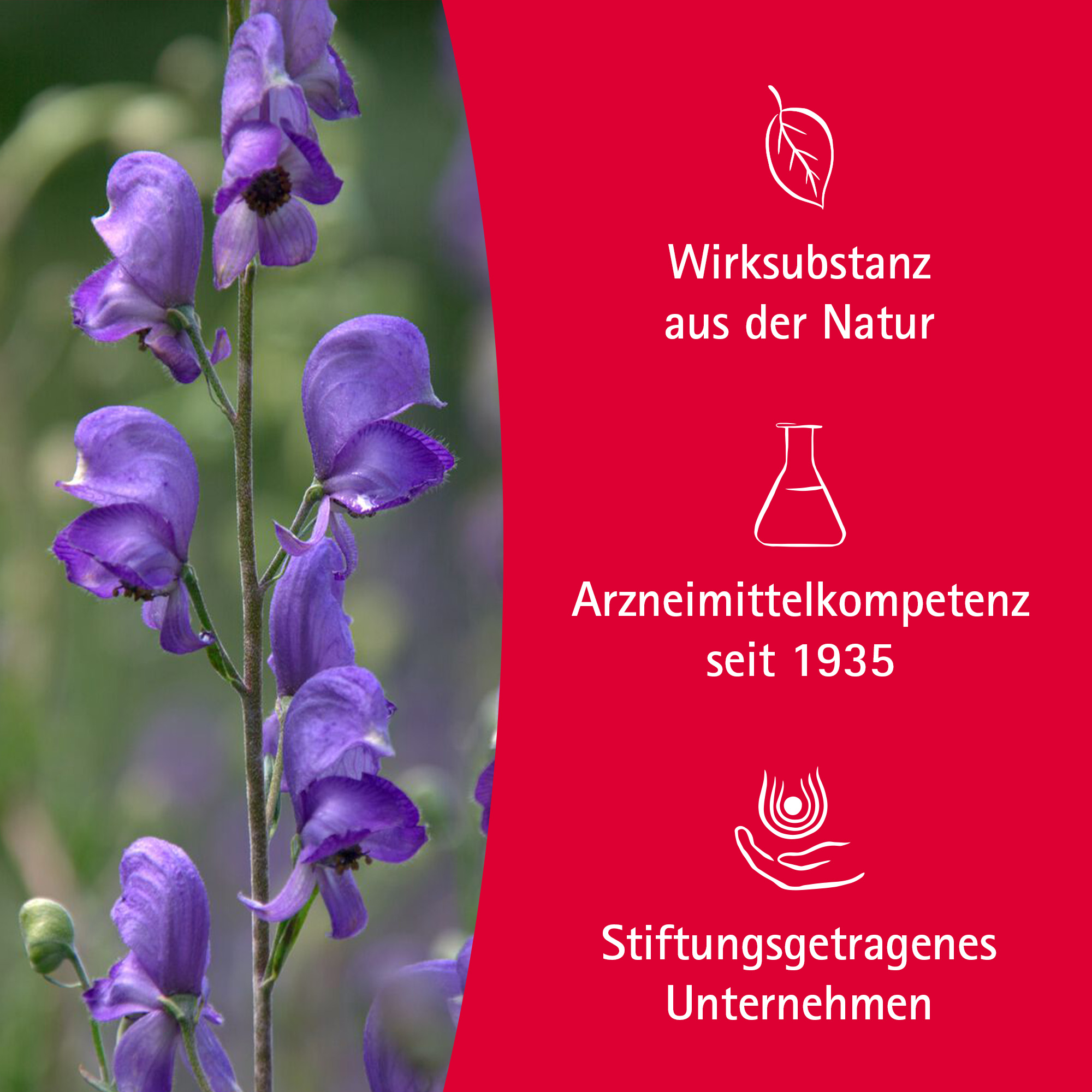 Aconit Schmerzöl